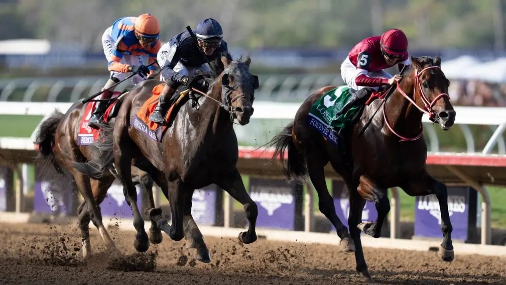 Forever Young � o primeiro cavalo japon�s a conquistar a Breeders' Cup Classic, nos Estados Unidos