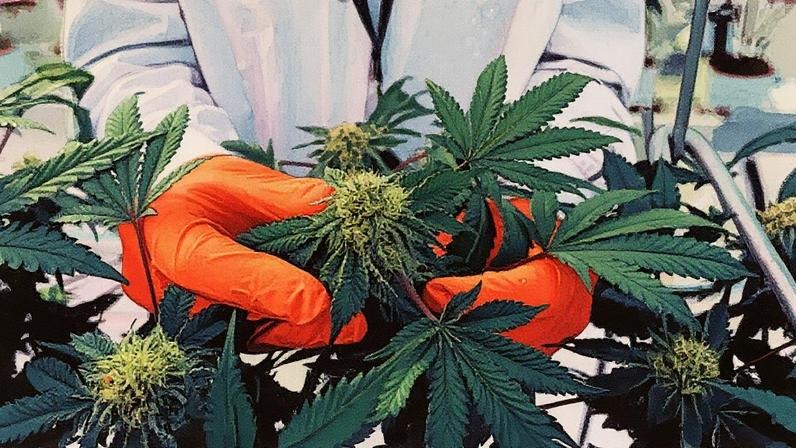 A��es de cannabis disparam ap�s Trump considerar reclassifica��o da droga