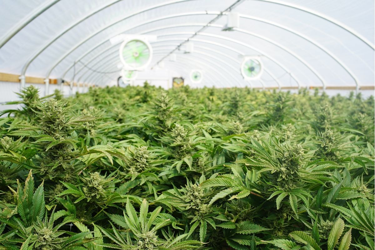Chamada de nova soja, cannabis pode gerar quase R$ 6 bilh�es at� 2030