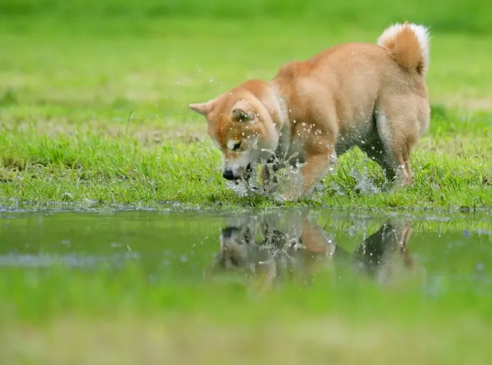 Criptomoeda Shiba Inu tem valoriza��o de 166% em 24 horas